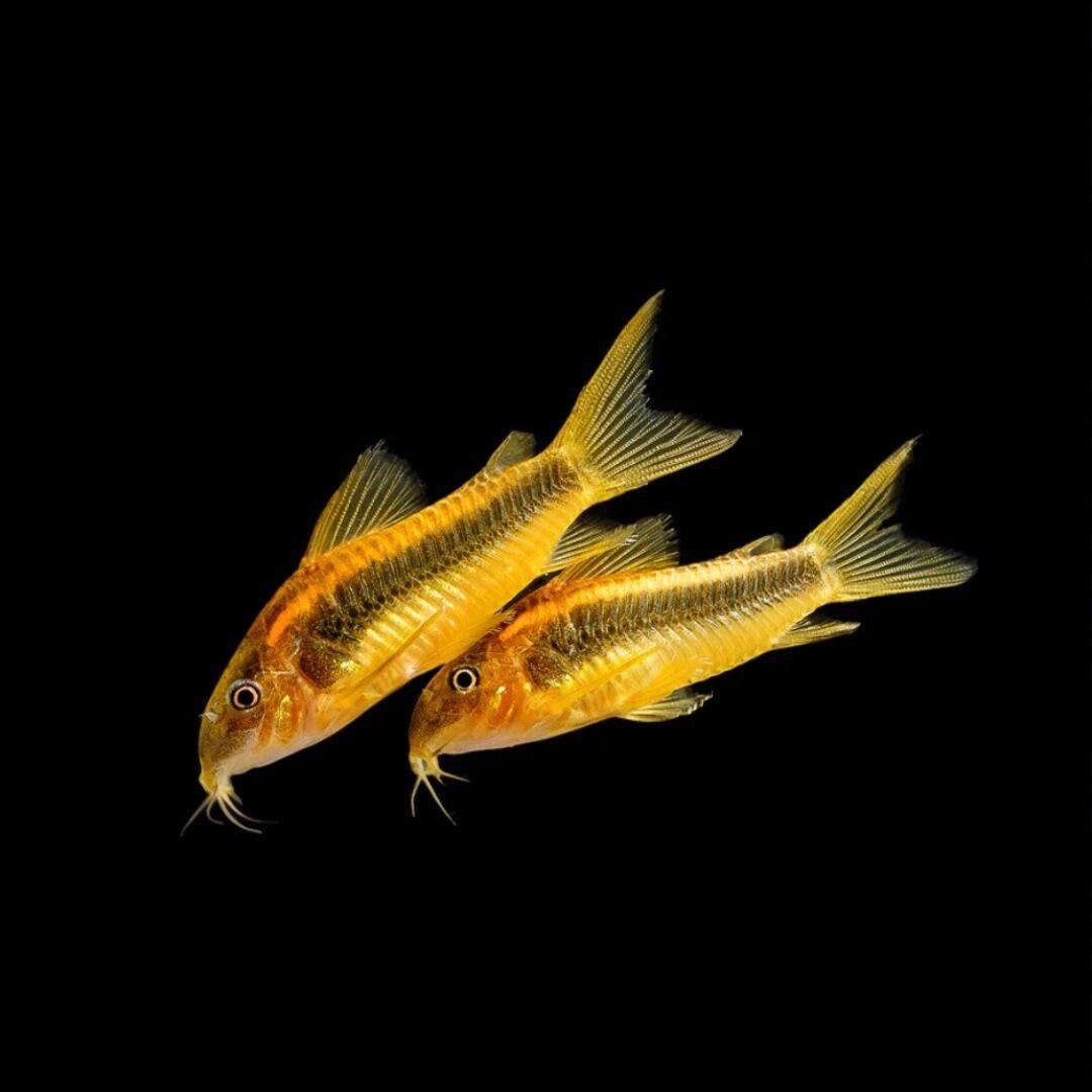 Corydoras Orange laser nu 2,5 - 4 cm !