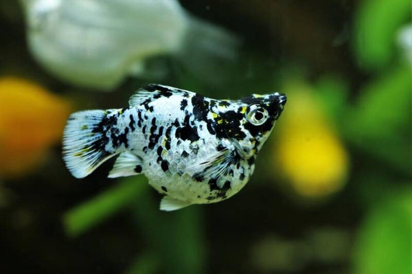 Poecilia latipinna – Marble Balloon Molly