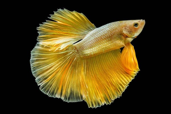 Betta - Golden Halfmoon Figting Male
