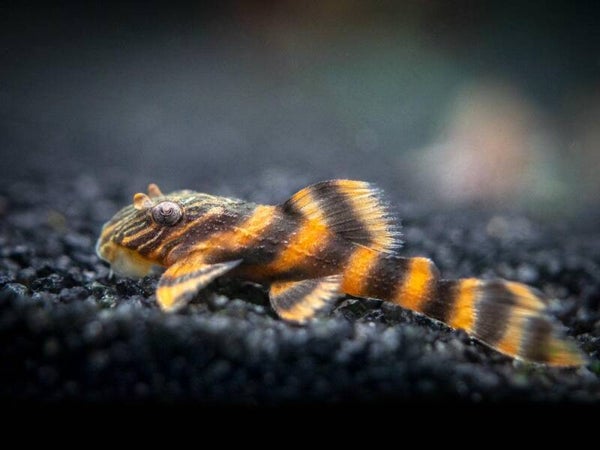 L169 – Gold Stripe Panaque / Tiger pleco