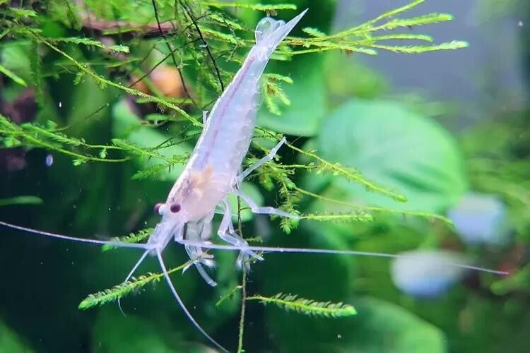 Snow White Amano garnalen 1,8 - 2,2 cm - Caridina shrimp