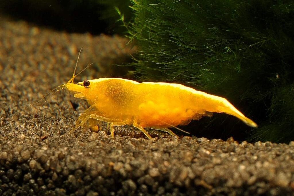 Yellow Fire neon backstripe High Grade garnalen M en L