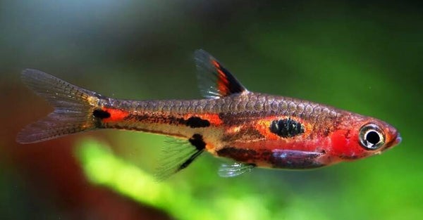 Boraras merah –Rasbora phoenix