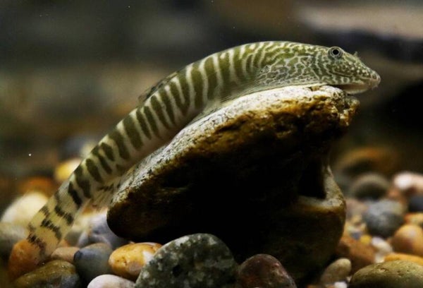 Zebra Sucker – Pseudogastromyzon changtingensis