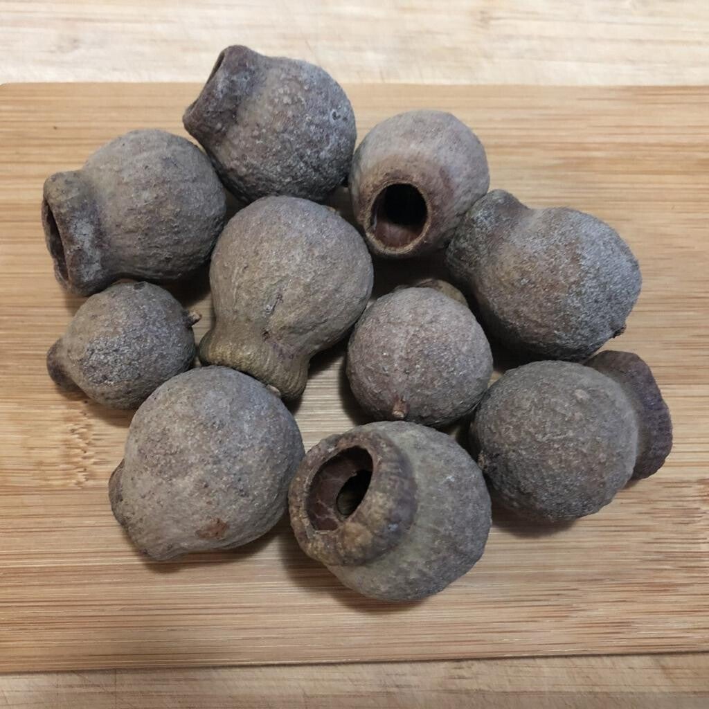Bellgum belfruit capsule fruit natuurlijke decoratie-De Eucalyptusklok