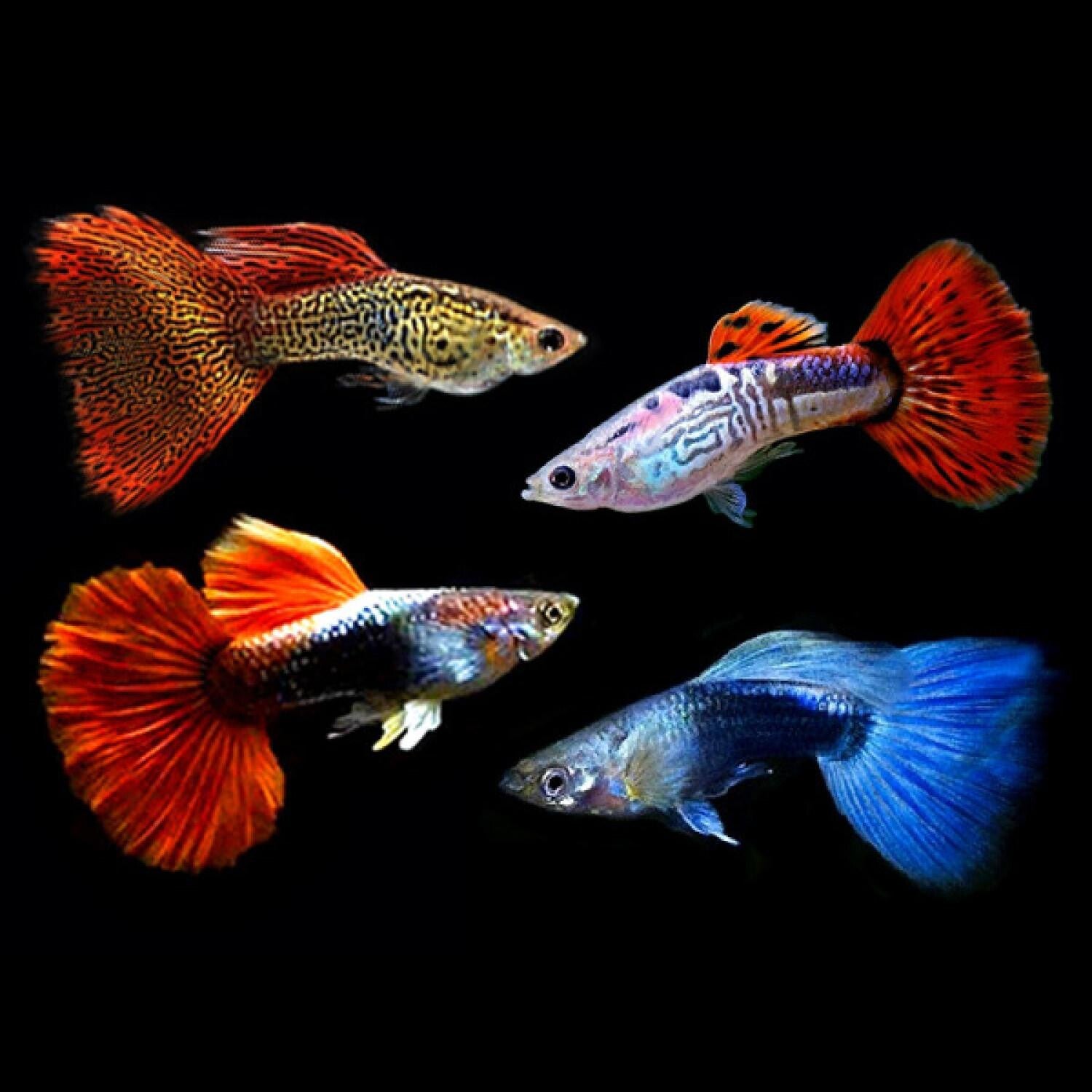Guppy mannen mix mooie import vissen
