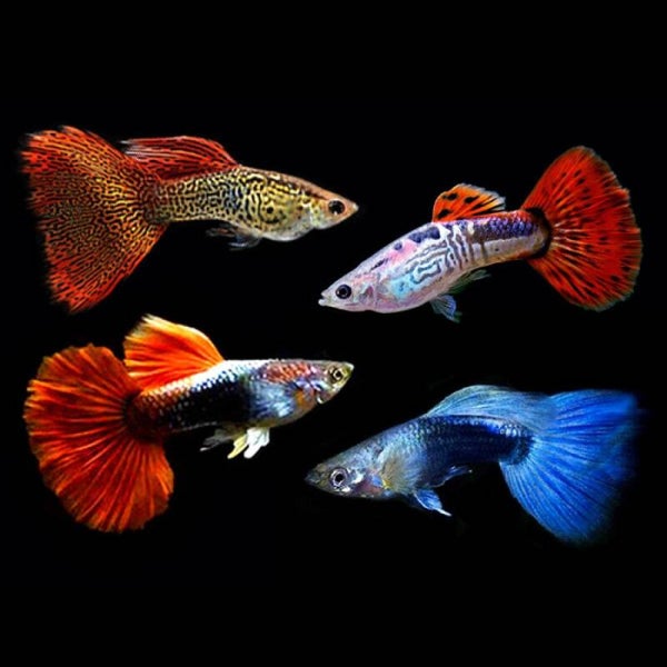 Guppy mannen mix mooie import vissen