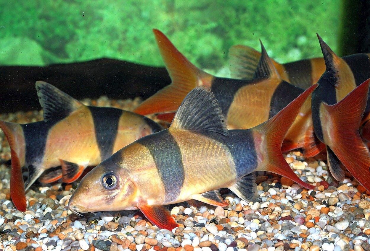 Clown Botia - (Chromobotia macracanthus)