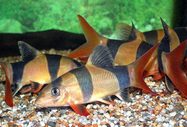 Clown Botia - (Chromobotia macracanthus)