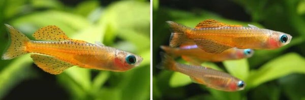 Pseudomugil paskai luminatus - Regenboogvis paskai - Iraanse rode neon regenboogvis