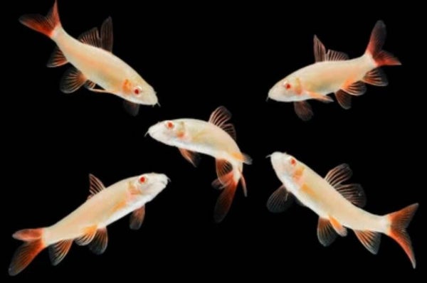 Labeo frenatus albino - Labeo albino