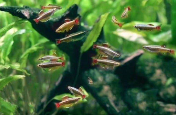 Tanichthys albonubes - Chinese danio -Witte wolkenweg