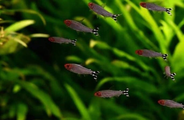 Hemigrammus rhodostomus - Roodneuszalm