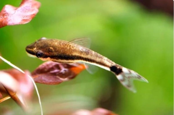 Macrospilus affinis/vitattus - Otocinclus (Dwergalgeneter)