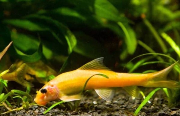 Gyrinocheilus aymonieri gold - Siamese algeneter goud