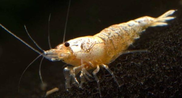 Crystal Golden shrimp - Caridina shrimp