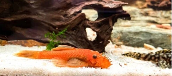 Super red ancistrus L144 -Ancistrus temmincki super red 2-3 cm