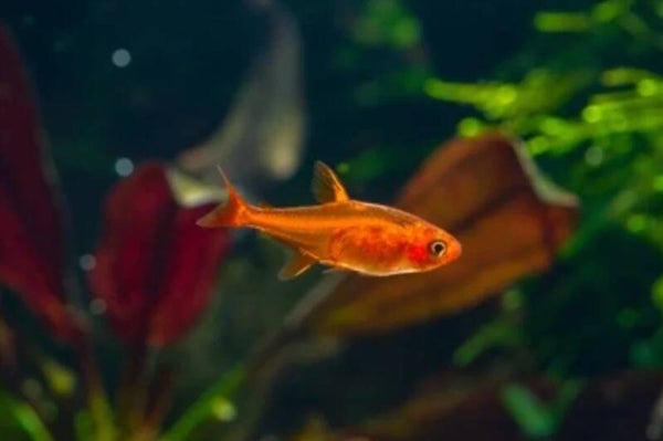 Hyphessobrycon amandae - Ember Tetra - Vuurzalmpje