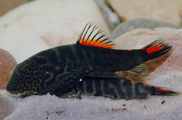 Gastromyzon sp. “Bloody Mary” -  Rode heuvelstroom modderkruiper