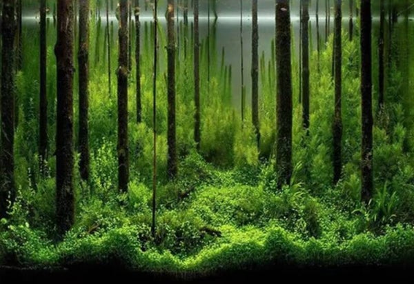 Aquarium 3D achterwand pvc sticker bos poster 60 x 40 cm en 40 x 120