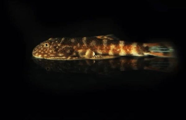 Gastromyzon sp. “Blue zebra" - Zebra heuvelstroom modderkruiper
