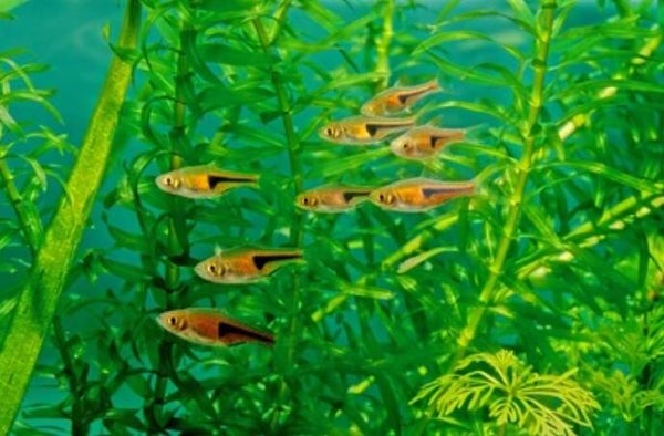 Rasbora hengelii 3-4 cm