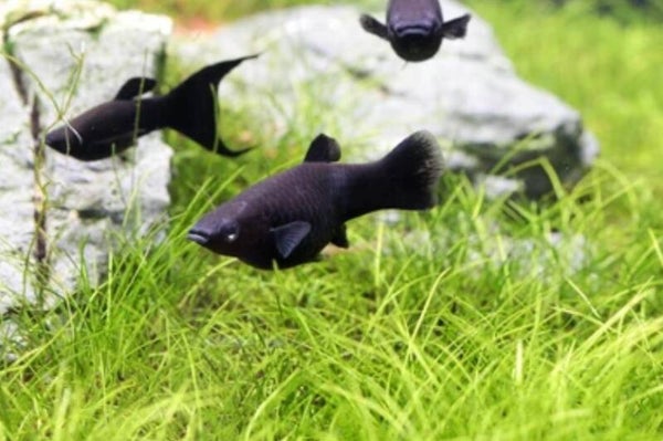 Poecilia sphenops - Black Molly
