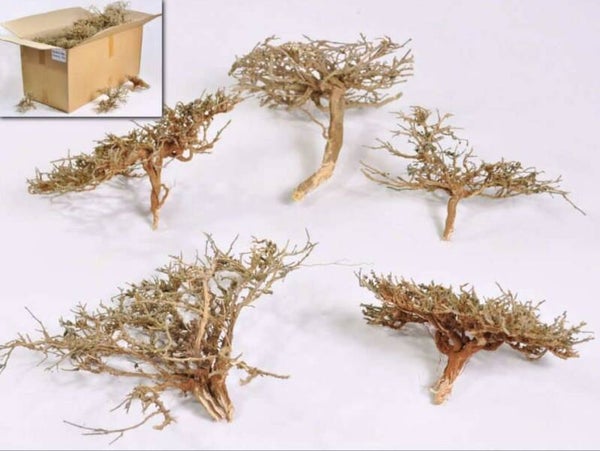 Partij inkoop van mooie Dry Tree scape boompjes 10-20 cm