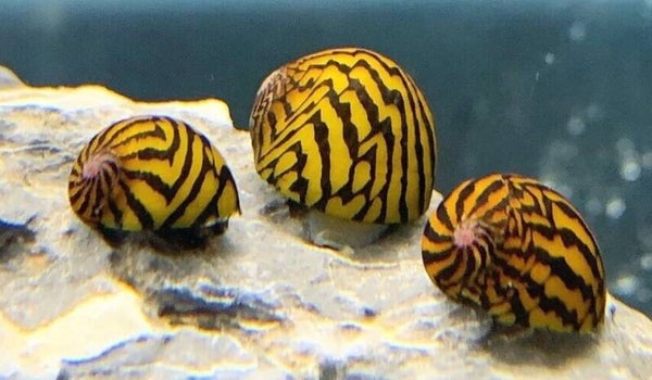 Tiger Neritina snail -Tijger slak