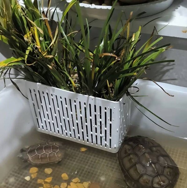 Hangende plantenbak voor in het aquarium