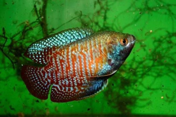 Gourami Colisa lalia blood red male, Cobalt blauw of vrouw