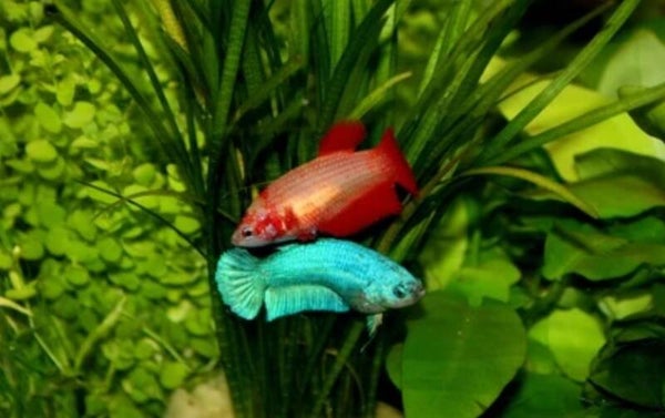 Betta Splendens Female - Kempvis vrouw random of Koi vis