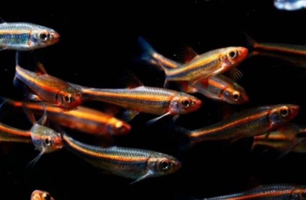Notropis chrosomus – Rainbowshiner