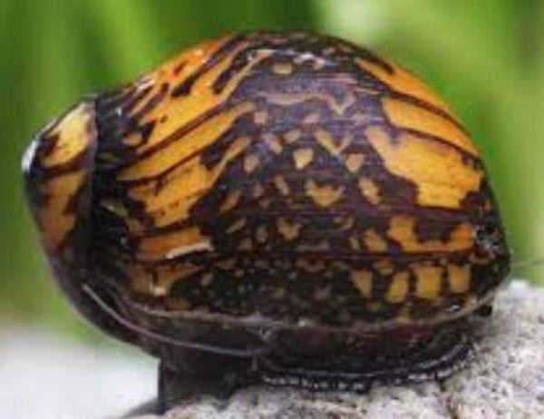 Batik Neritina snail