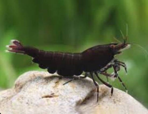 Midnight Black Cherry Shrimp - Middernacht zwarte kersen garnaal