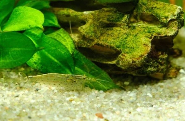 Lemon Yellow Amano garnalen 2-4 cm - Sunset Caridina shrimp