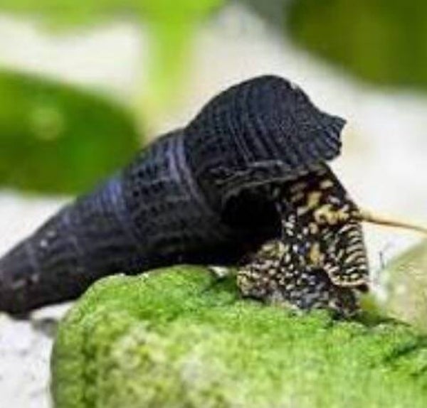 Tylomelania Golden rabbit Spotted snail 2-3 cm