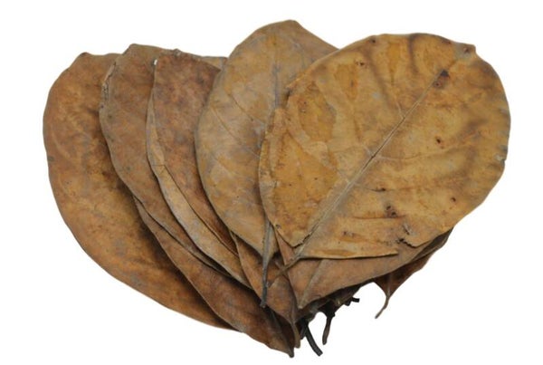 Jack fruit leaves 20 stuks