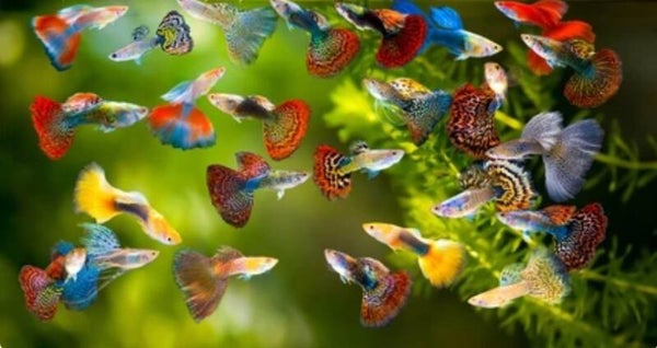 Guppy mannen mix mooie import vissen