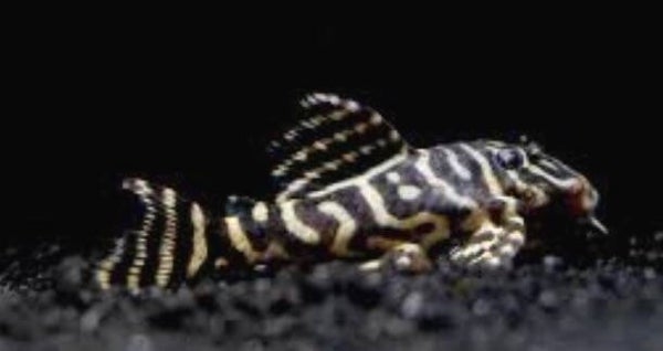 L340 Mega Clown Pleco Hypancistrus Sp. 6 cm