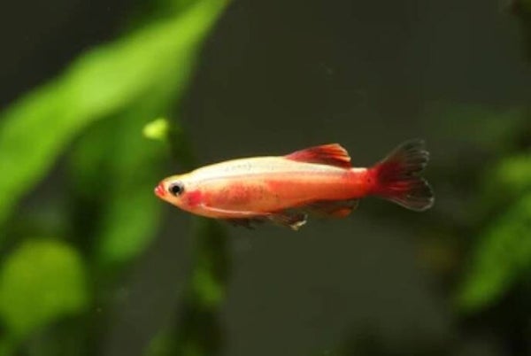 Tanichthys albonubes gold - Chinese danio goud