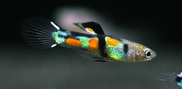 Guppy El Tigre Endler man