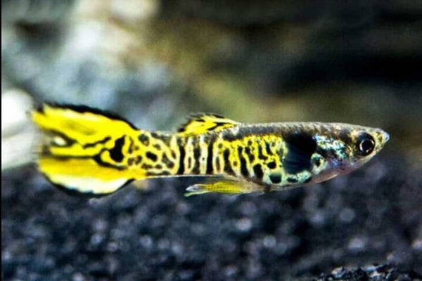 Guppy Tiger Green Endler man