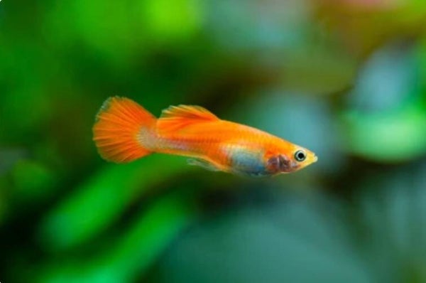Blond Red Super guppy man