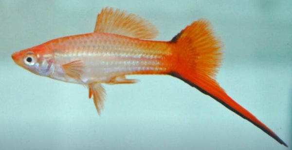 Xiphophorus hellerii - Zwaarddrager Comet Pink man-vrouw