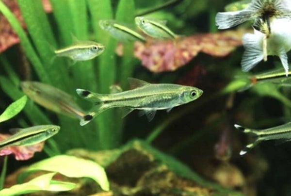 Scissortail Rasbora - Rasbora trilineata 4-6 cm