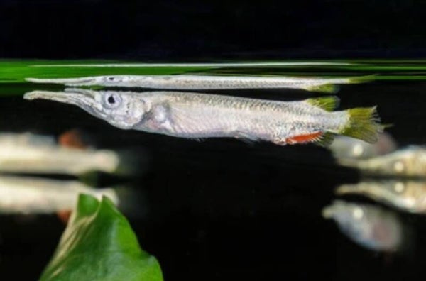 Halfsnavelbek Albino - Dermogenys pusilla "Albino"