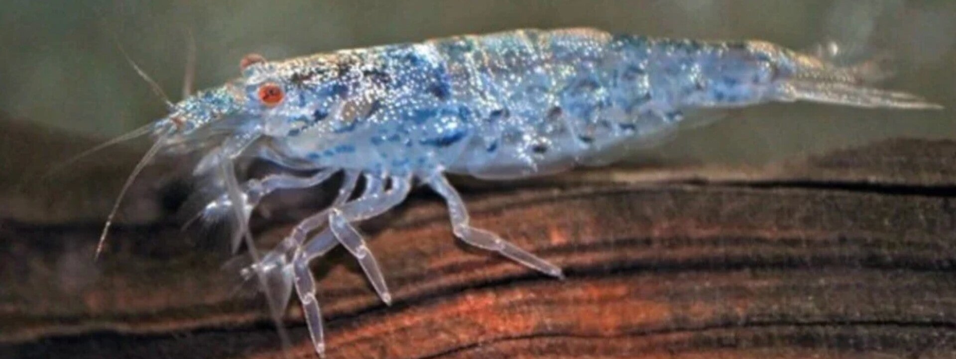 sewellia albisuera