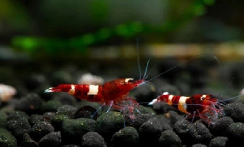 Red Wine King Kong Shrimp (Caridina) op gewoon leidingwater