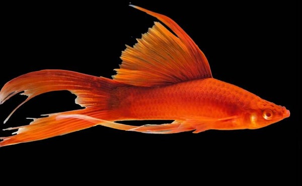 Xiphophorus hellerii zwaarddrager - Blood Red High-fincZwaarddrager